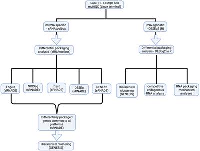 Extracellular vesicle small RNA cargo discriminates non-cancer donors from pediatric B-lymphoblastic leukemia patients